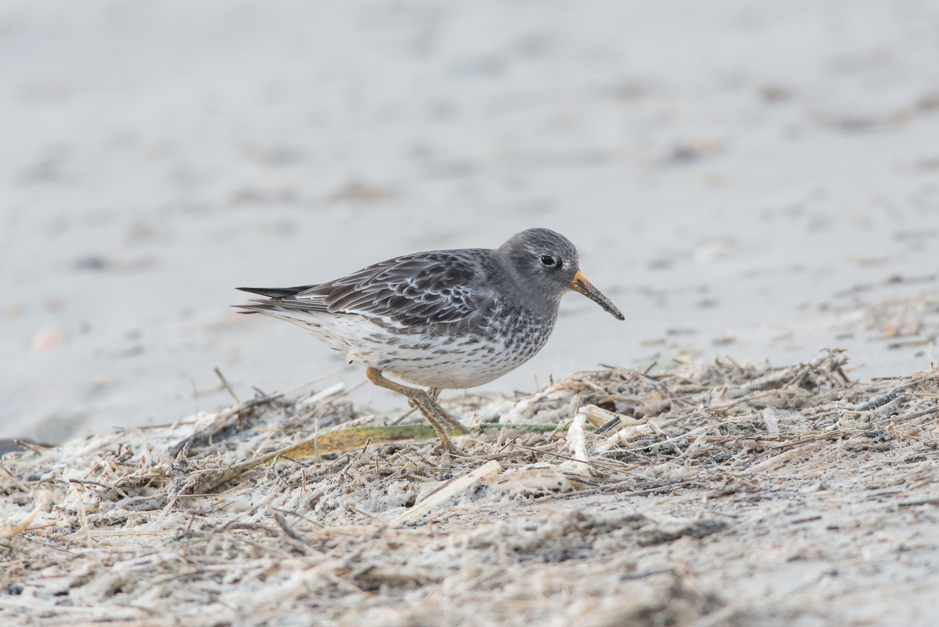 Meerstrandläufer