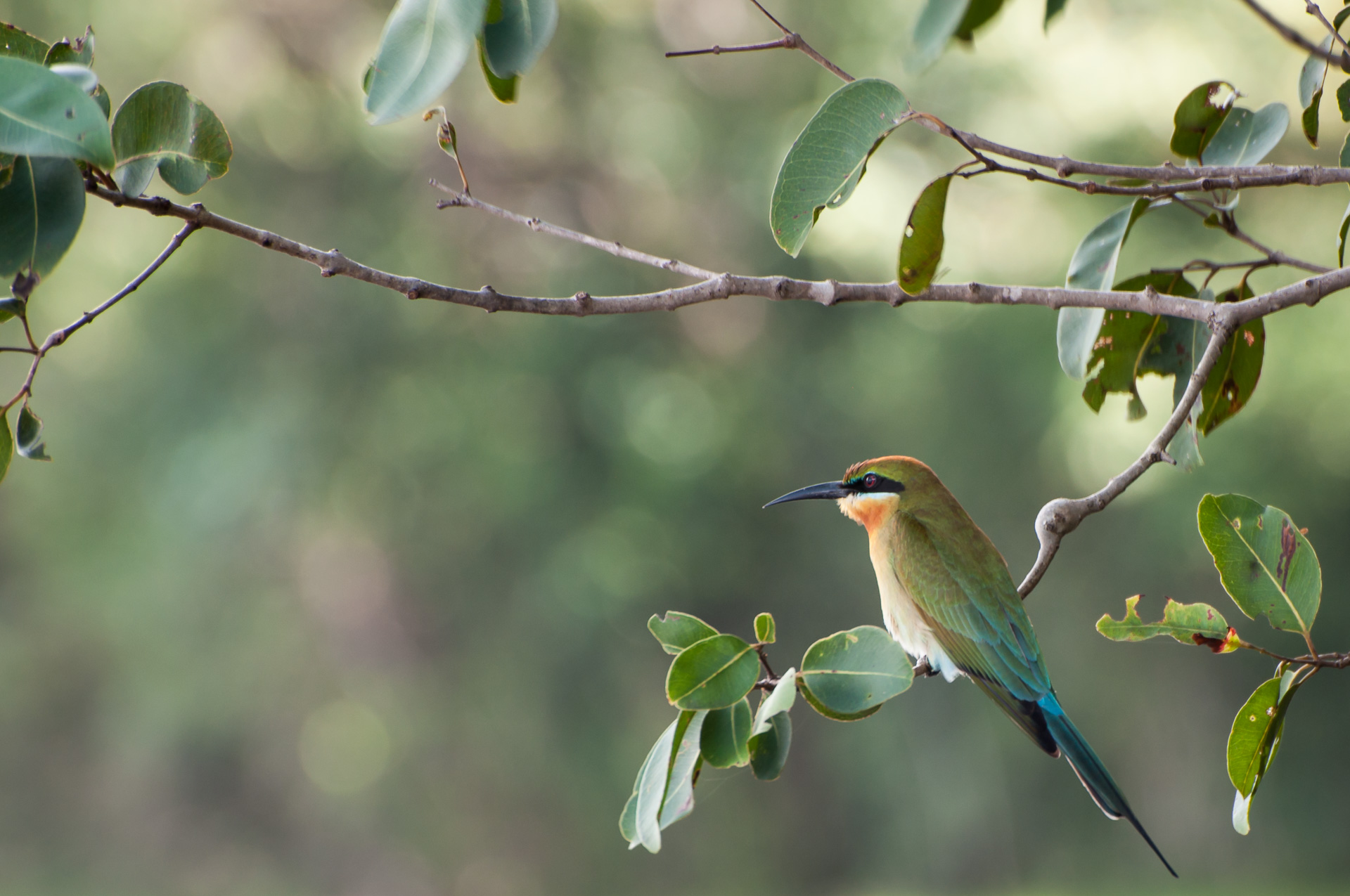 Vogelbilder aus Sri Lanka